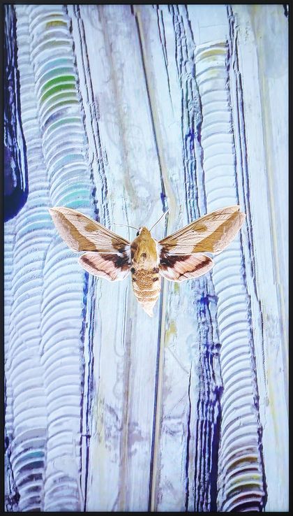 Alex Grein, Hyles euphorbiae, Europa, 2021, 1-Kanal-HD-Video, 11’'08, Foto: Mareike Tocha, Courtesy die Künstlerin und Galerie Gisela Clement, Bonn