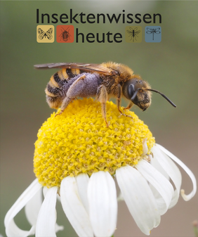 Die Gelbbindige Furchenbiene (Halictus scabiosae) ist eine von etwa 400 Wildbienenarten in NRW.
