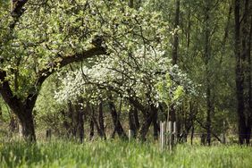 Obstbaumblüte im Naturschutzgebiet Urdenbacher Kämpe. Foto: Gartenamt