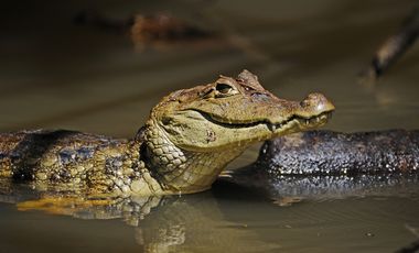 Krokodil-Kaiman-Mütter beschützen ihr Gelege