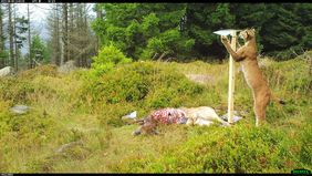 Ein Rotwildkadaver liegt auf einer Wiese. Rechts daneben steht ein Holzpfosten für die Sicherung von Tierfell, an dem ein Luchs seine Krallen ins Holz schlägt