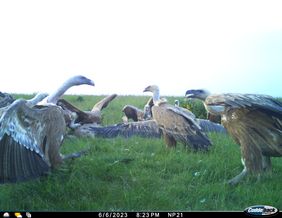 Mehrere Gänsegeier hocken an einem Rehkadaver