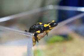 Lurch "Zick Zack" hat Grund zur Freude, denn der Erlös aus dem Verkauf der Skulptur fließt in das Salamander-Schutzprojekt, das als Langzeitprojekt durch die Stiftung Artenschutz koordiniert wird. Foto: Gstettenbauer