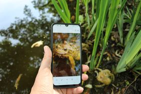 Ein Smartphone wird über einen Teich gehalten. Auf dem Display sind zwei Grasfrösche im Amplexus zu sehen, die gerade fotografiert werden