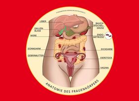 Anatomie des Frauenkörpers © Endometriose-Vereinigung Deutschland e.V.