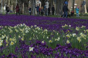 Blaues Band; Foto: Gartenamt/Young