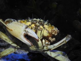 Strandkrabben lassen sich oft in einem Priel oder Gezeitentümpel beobachten