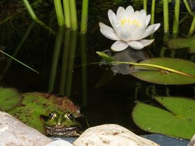 Anmeldung zur Aktion "Offene Gartenpforte" bis 15. Februar möglich. Foto: Gartenamt