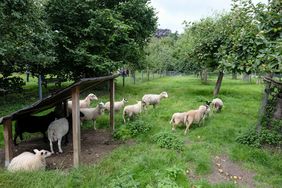 Das Preisgeld wird für die Pflege der Obstwiesen im Zentralschulgarten eingesetzt. Foto: M. Gstettenbauer