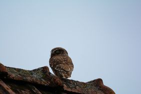 Führung "Zu den Steinkäuzen in der Urdenbacher Kämpe" am Freitag, 6. März. Foto: Joschka Meiburg