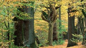 Unterwegs im Grünen - Führungsreihe des Garten-, Friedhofs- und Forstamts