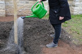 Frisch gepflanzte Bäume im Stadtgebiet müssen in den ersten Jahren intensiv gewässert werden.