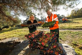 Gartenamtsmitarbeiter Verena Faber und Semih Diril pflanzen zum Beispiel Wiesen-Margeriten, Witwenblumen, Seifenkraut, Kuckucks-Lichtnelken und Schlüsselblumen. Foto: Melanie Zanin