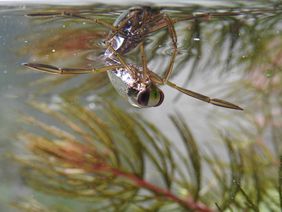 Rückenschwimmer gehören zu den Wasserwanzen.