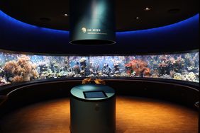 Riffaquarium mit 11 Meter langer Panoramascheibe in der Ausstellung des Aquazoo Löbbecke Museum
