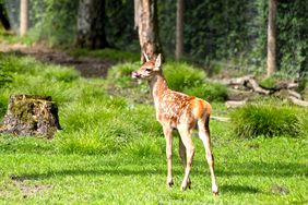 Die "jungen Wilden" sind da und können täglich von 9 bis 19 Uhr im Wildpark besucht werden. Foto: Gartenamt