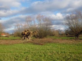 Geschneitelte Kopfweide neben nicht geschneitelten Kopfweiden im Himmelgeister Rheinbogen. Foto: Gartenamt