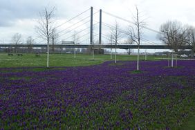 Im Rheinpark und im Hofgarten ist das "Blaue Band" erblüht; Foto: Gartenamt/Young