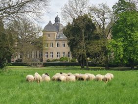 Auf der Wiese vor Schloss Garath weiden jetzt Schafe für mehr Artenreichtum. Fotos: Gartenamt