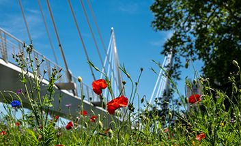 Eine bunte Blumenwiese vor einer Fußgängerbrücke, die in Toulouse von der Île du Ramier über die Garonne führt.