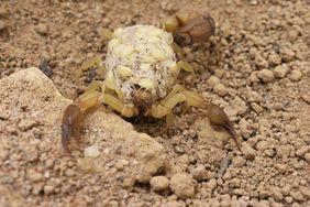 Die Skorpionmutter von vorne. Auf ihrem Rücken sitzen dicht an dicht, die kleinen, weißen Jungtiere. 