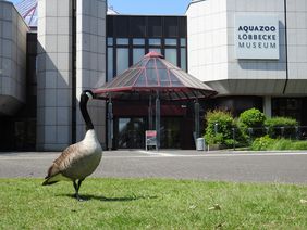 Kanadagans vor dem Eingang des Aquazoo Löbbecke museum