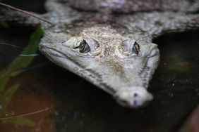 Australienkrokodil (Crocodylus johnsoni) im Gehege des Aquazoo Löbbecke Museum