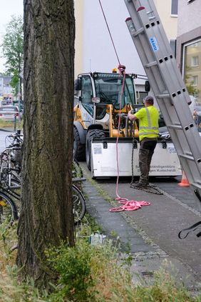 Mit Bohrwiderstandsmessungen und Zugversuchen untersuchen die städtischen Baumkontrolleurinnen und -kontrolleure, unterstützt von externen Sachverständigen, jetzt vorbeugend nach und nach den Robinienbestand an Straßen in Düsseldorf. 