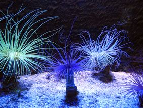 Zylinderrosen mit Nachwuchs; Foto: Aquazoo Löbbecke Museum