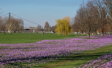Seit Ende Februar erblüht im Rheinpark wieder das "Blaue Band", Foto: Landeshauptstadt Düsseldorf/Wilfried Meyer