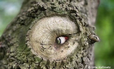 Foto Nahaufnahme eines Astlochs in einem Baum.