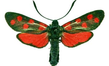 Das Bild zeigt einen schwarzen Schmetterling mit rot getupften Flügeln.