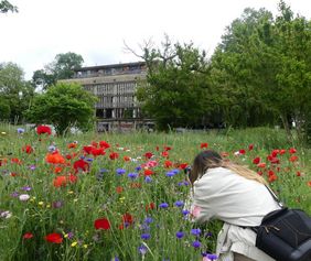 Eine Frau fotografiert eine blühende Wiese mit Klatschmohn und Kornblumen