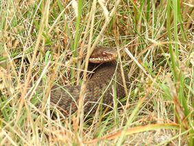 Eine Kreuzotter liegt im Gras