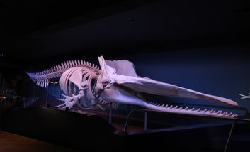 Das Bild zeigt das Skelett eines Pottwals im Foyer des Aquazoo Löbbecke Museum.