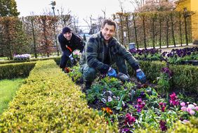 Farblich und im Wuchs werden die Blumen aufeinander abgestimmt. Die Stadtgärtnerinnen und -gärtner achten auch darauf, dass sich die Beetgestaltung gut in die Umgebung einfügt