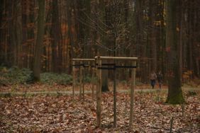 48 Solitärbäume und 1.365 Sträucher wurden zur Wiederbepflanzung der Gasfernleitungstrasse in die Erde gesetzt