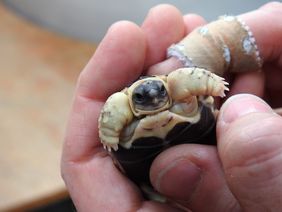 Eine Woche alte Strahlenschildkröte: Die beiden Jungtiere schlüpften am 2. und 3. September nach 171 sowie 172 Tagen Inkubationszeit. Foto: Aquazoo Löbbecke Museum
