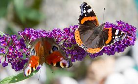Europäischer Pfau und Roter Admiralschmetterling auf einer Fliederblüte