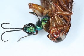 Eine grüne Schlupfwespe schaut mit ihrem Kopf aus dem toten Körper einer Schabe heraus