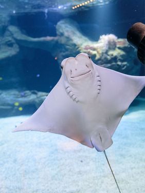 Insgesamt leben drei Oman-Kuhnasenrochen im Aquazoo; Foto: Uwe Schaffmeister