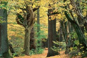 Herbstwald. Foto: Gartenamt