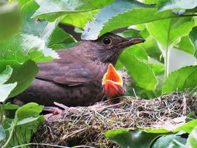 Symbolbild Vogelbrut; Quelle: Pixabay