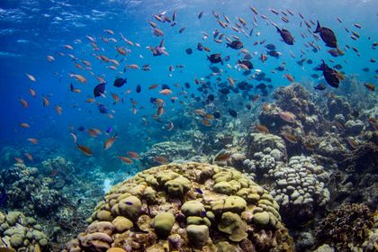 Reef site Curaçao (Tom Moore)