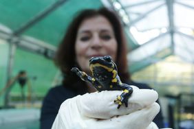 Umweltdezernentin Helga Stulgies mit einem Feuersalamander. Die Salamander leben neben den Titicaca-Riesenfröschen ebenfalls in der neuen Anlage; Foto: David Young