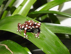 Ein Marañón-Baumsteiger sitzt auf einem grünen Blatt. Der Frosch misst knapp3 Zentimeter, ist dunkelrot bis lila gefärbt mit weißen Flecken.