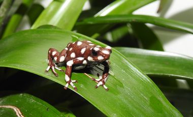 Ein Marañón-Baumsteiger sitzt auf einem grünen Blatt. Der Frosch misst knapp3 Zentimeter, ist dunkelrot bis lila gefärbt mit weißen Flecken.