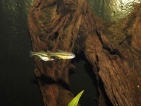 Nachwuchs gibt es auch bei den Ameca-Elritzen (Notropis amecae). Foto: Aquazoo Löbbecke Museum.