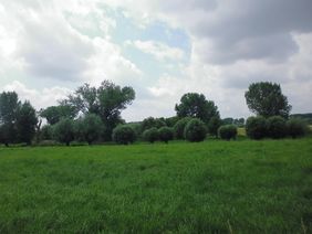 Kopfweiden prägen das Landschaftsbild an der Schwarzbachmündung. Foto: Gartenamt