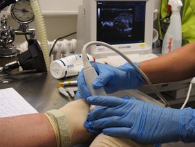 Ultraschalluntersuchung eines Mossfrosches in der veterinärmedizinischen Praxis des Aquazoo Löbbecke Museum